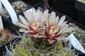 Gymnocalycium spec.